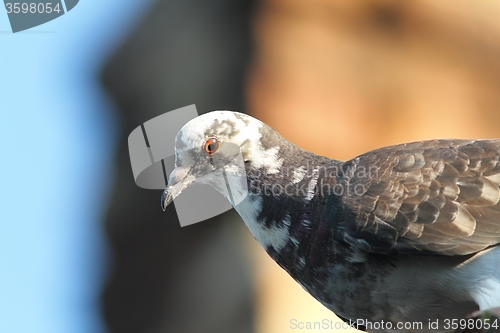 Image of close up of domestic pigeon