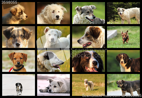 Image of images with romanian dogs from sheep farms
