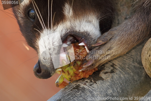 Image of raccoon eating apple