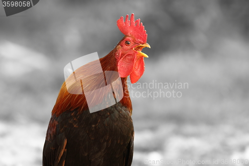 Image of abstract view of singing rooster