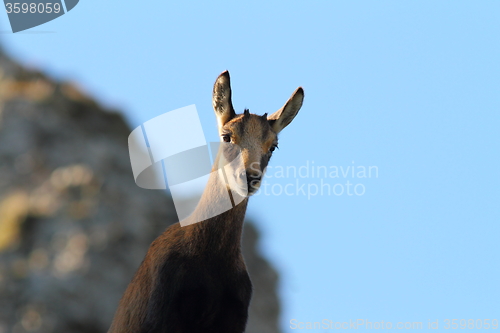 Image of cute wild chamois youngster looking at camera