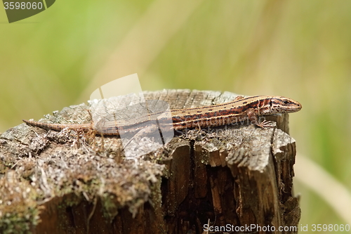 Image of viviparous lizard basking on tree trunk