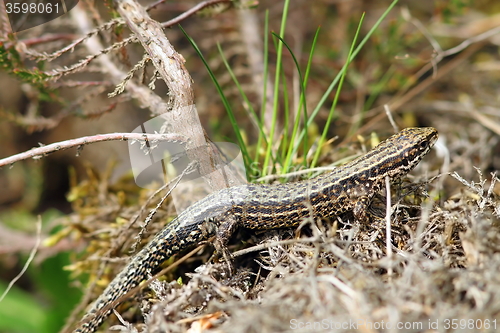 Image of lizard camouflaged in its habitat