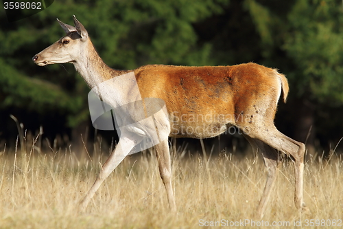 Image of deer doe walking in a glade