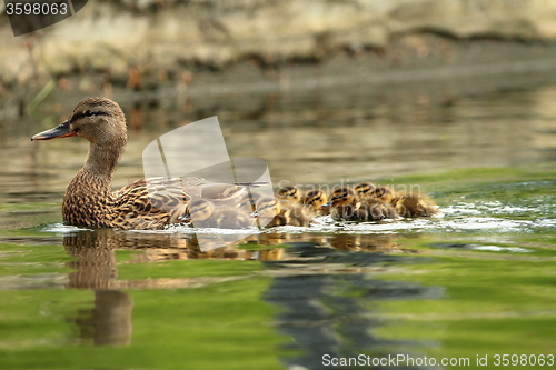 Image of mallard ducks family