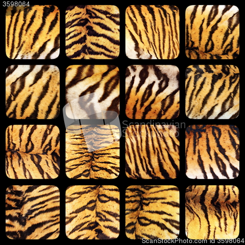 Image of collection of real tiger fur textures