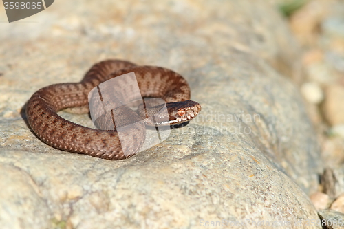 Image of juvenile vipera berus on stone