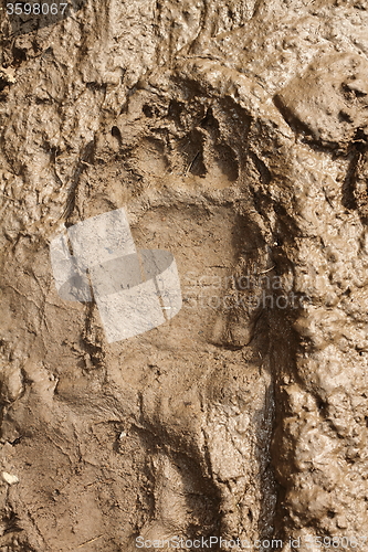 Image of big brown bear footprint