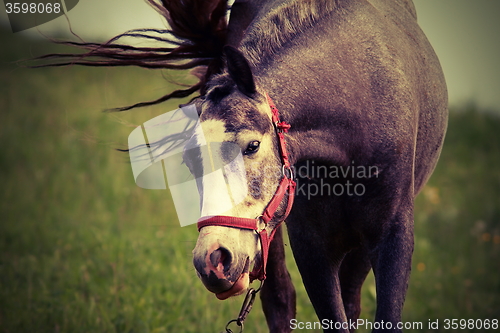 Image of horse coming towards the camera