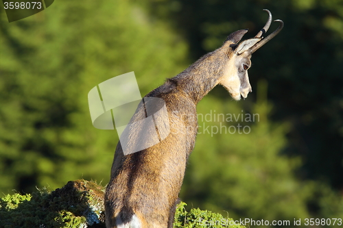 Image of chamois looking down the abyss