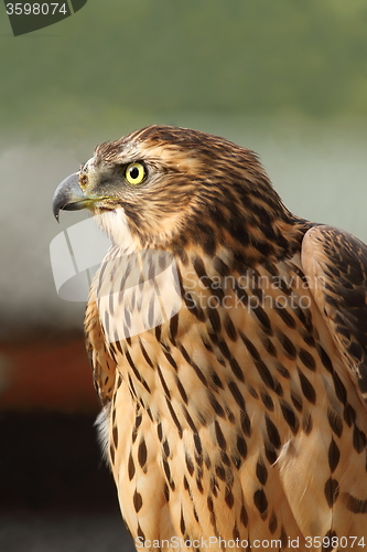 Image of eurasian sparrowhawk closeup