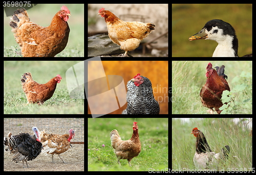 Image of farm birds collection