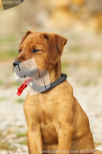 Image of vizsla cute brown puppy