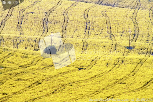 Image of textured turnip field