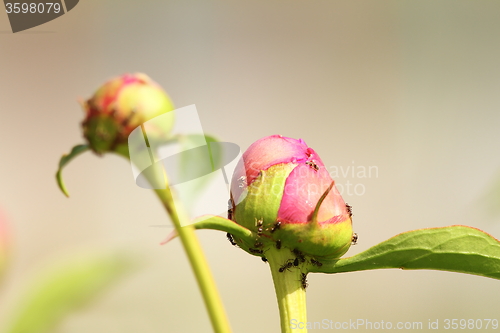 Image of garden peony attacked by ants
