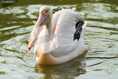 Image of great pelican on the water