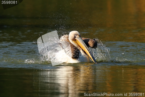Image of juvenile pelican playing on water