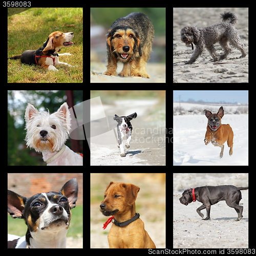 Image of images with domestic dogs
