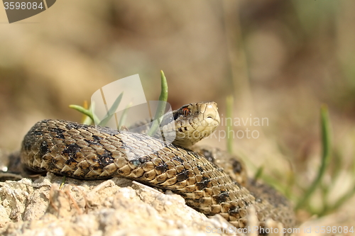 Image of male vipera ursinii rakosiensis