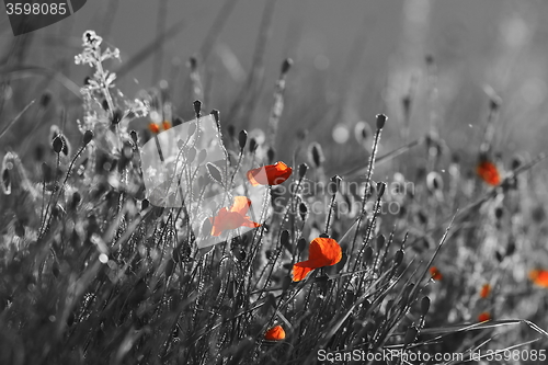 Image of red wild poppies