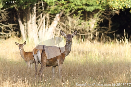 Image of red deer hind with young