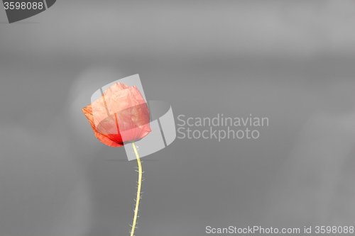 Image of abstract vivid poppy flower over black and white background
