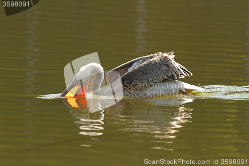 Image of juvenile great pelican fishing