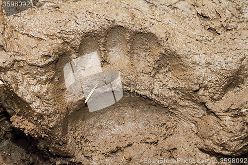 Image of big european brown bear trace