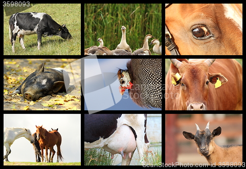 Image of details with farm animals