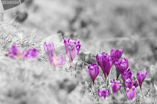 Image of abstract view of spring crocuses