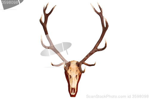 Image of beautiful red deer stag trophy