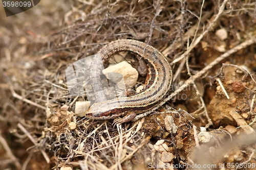 Image of lacerta vivipara in natural habitat