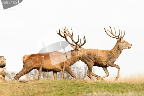 Image of beautiful red deer bucks running