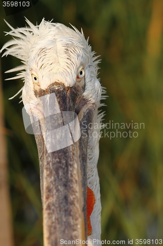 Image of funny portrait of dalmatian pelican