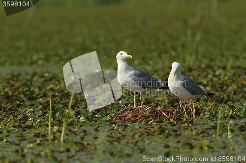 Image of caspian gulls on the nest