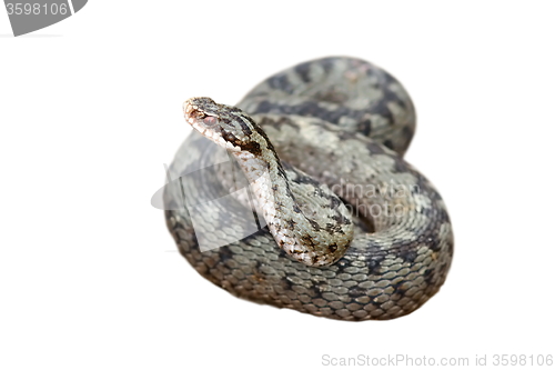 Image of vipera berus ready to strike over white