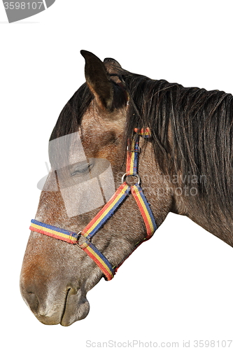 Image of isolated horse portrait