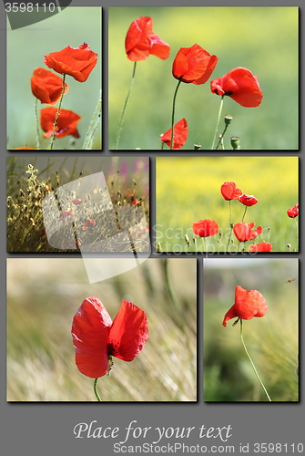 Image of spring postcard with red wild poppies