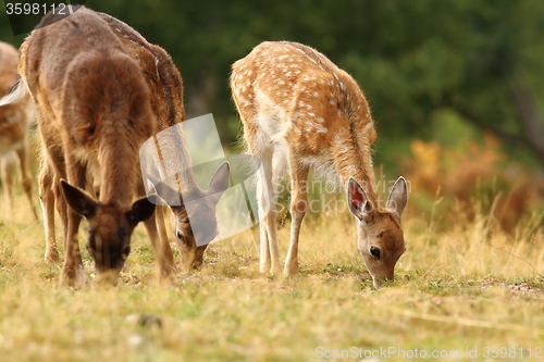 Image of fallow deer herd grazing