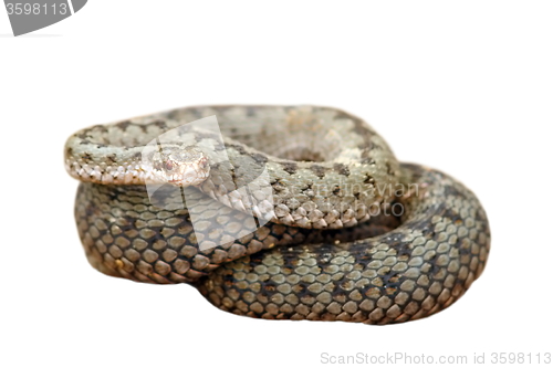 Image of isolated female common european adder