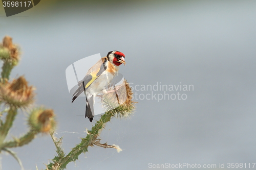 Image of european goldfinch eating seeds