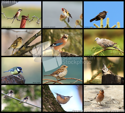 Image of collection of garden birds