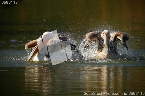 Image of great pelicans