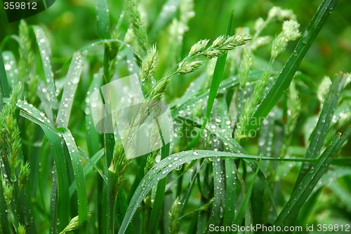 Image of Green grass