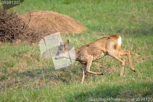 Image of roe deer buck running in orchard