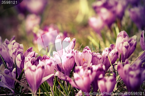 Image of vintage view of spring crocuses