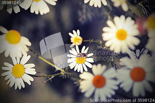 Image of daisies vintage view