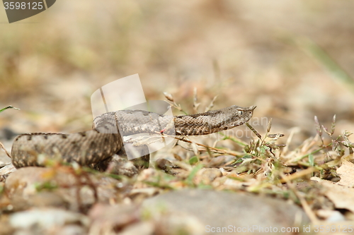 Image of beautiful nose horned viper on gravel