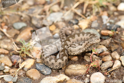 Image of sand viper on gravel