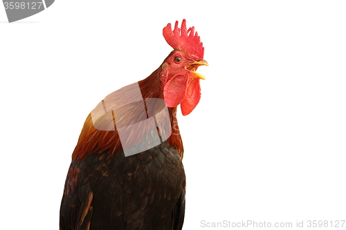 Image of isolated singing rooster